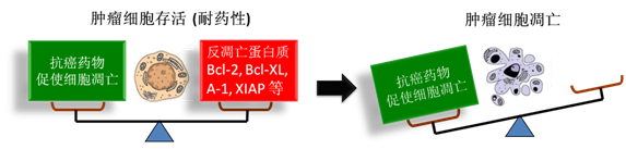 图 1：肿瘤细胞通过反凋零蛋白产生耐药性，对反凋零蛋白的抑制将改变平衡，消除肿瘤耐药性。