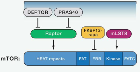 mTORC1由mTOR、Raptor和mLST8以及非核心组件PRAS40和Deptor组成