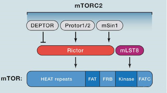 mTORC2的组成蛋白主要有Rictor、mSin1、mSLT8和Protor等