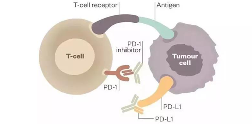 PD-1/PD-L1抗体可以与PD-1受体或PD-L1受体配体结合