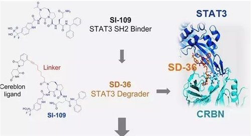 结构优化得到的SH2结合分子SI-109与CRBN结合，得到SD-36