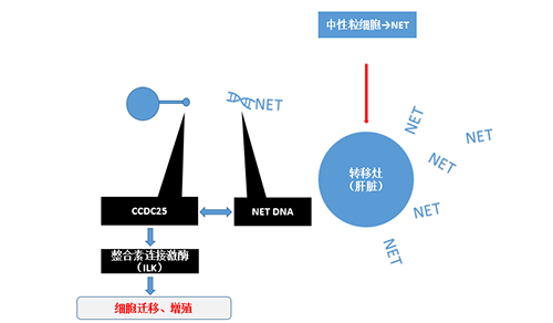 除了单纯的捕获，NET DNA与CCDC-25的结合还增强了癌细胞的侵袭行为，促进了癌症的肝转移。