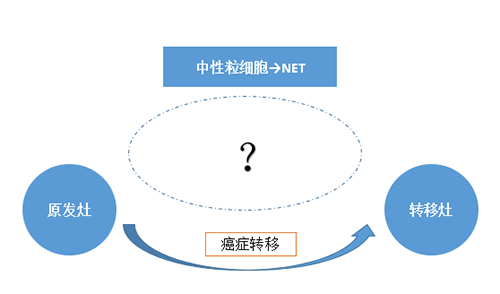 NET可能会通过某些方式“捕获”或“唤醒”癌细胞，从而造成癌细胞的迁移。