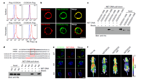 NET  DNA并非随机捕获癌细胞，而是与癌细胞的CCDC-25产生了特异性结合