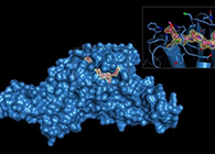 Science重磅！一种“分子剪刀”如何成为COVID-19药物的重要靶标？