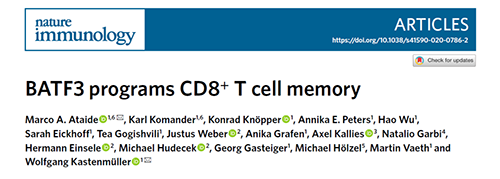 Nature：BATF3改善T细胞记忆应答，有望改善免疫疗法的疗效