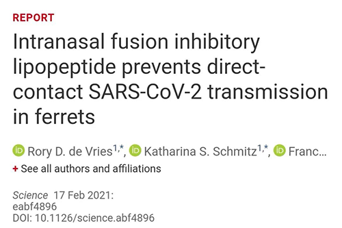 Science速递|鼻喷雾剂可阻止新冠肺炎传播，在雪貂实验中已初获成效