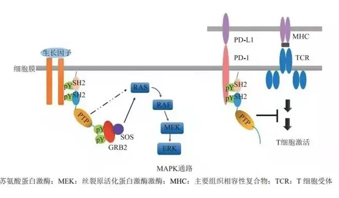 晚期恶性肿瘤患者的福音，SHP2变构抑制剂RG001片获批临床.png