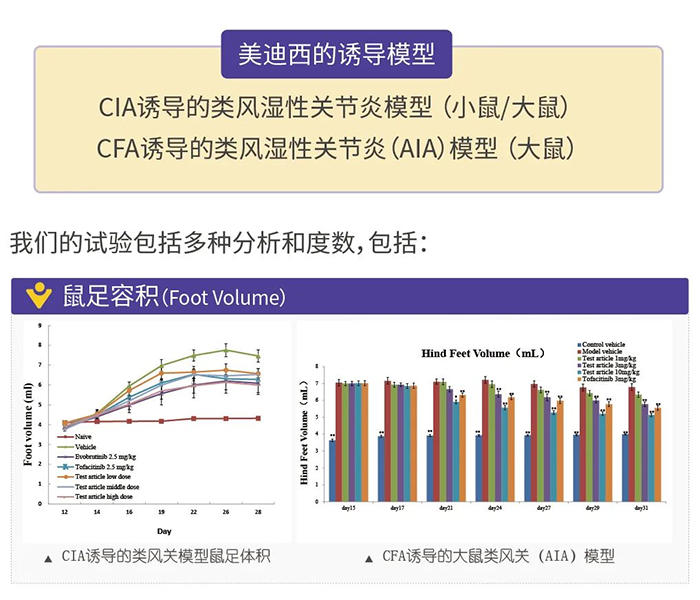 尊龙凯时 - 人生就是搏!诱导的类风湿性关节炎模型-1.png