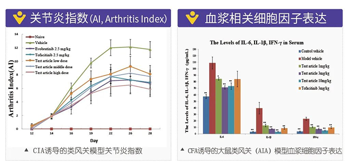 尊龙凯时 - 人生就是搏!诱导的类风湿性关节炎模型-2.png