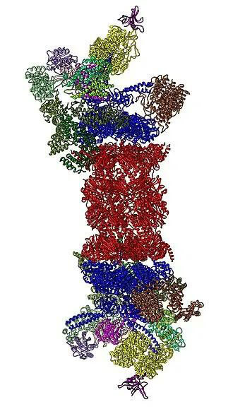 26S蛋白酶体结构（来源：Wikipedia）.jpg