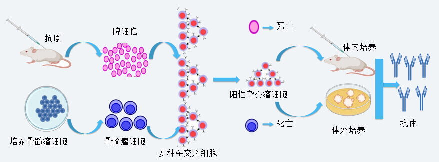 尊龙凯时 - 人生就是搏!抗体开发技术