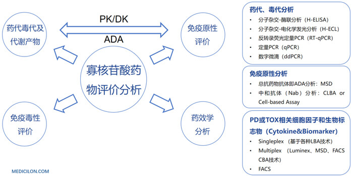 10-核酸药物生物分析.jpg