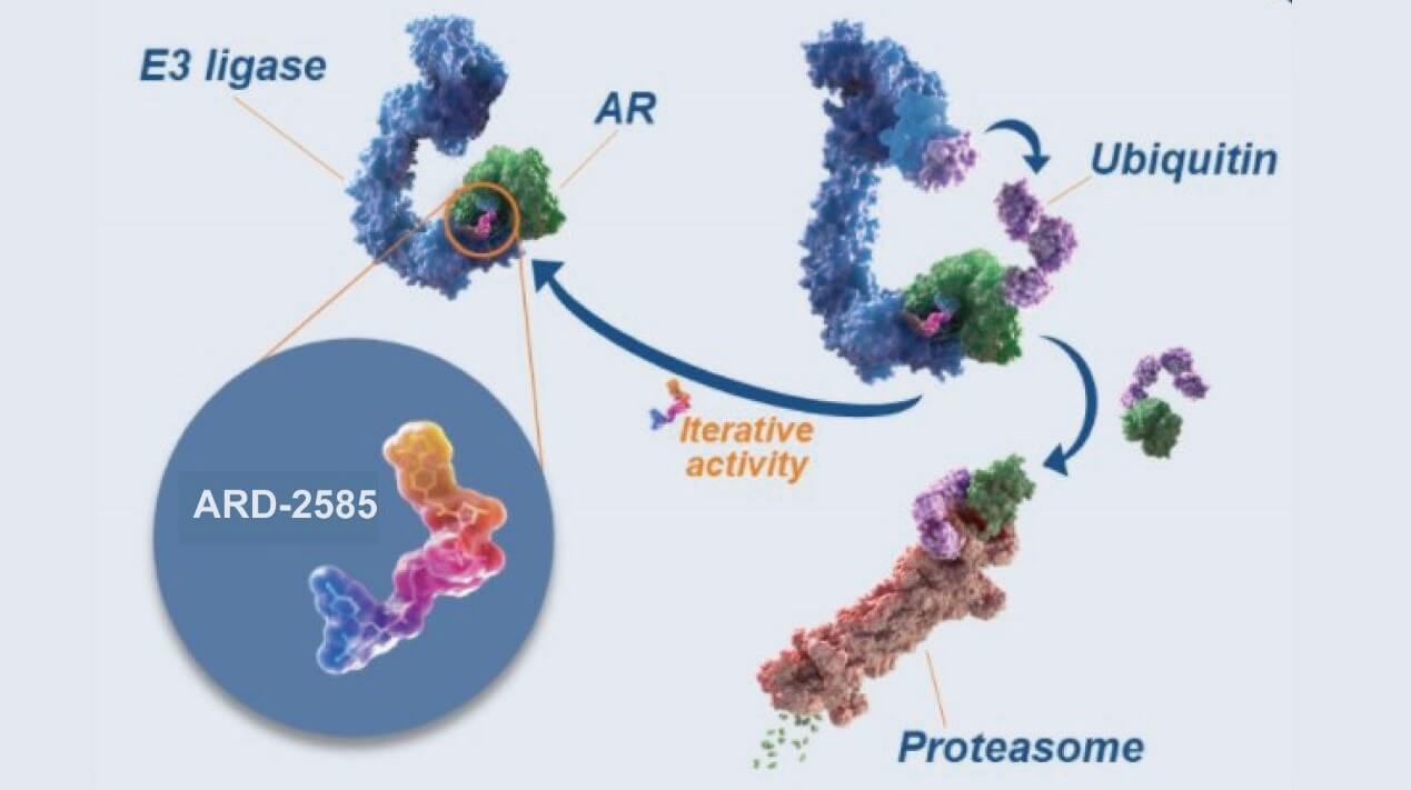 Metastatic castration-resistant prostate cancer (mCRPC).jpg