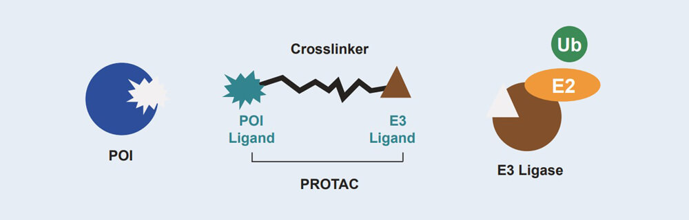 尊龙凯时 - 人生就是搏! PROTAC 药物发现技术服务平台