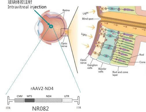 8-图片来自：纽福斯生物.jpg