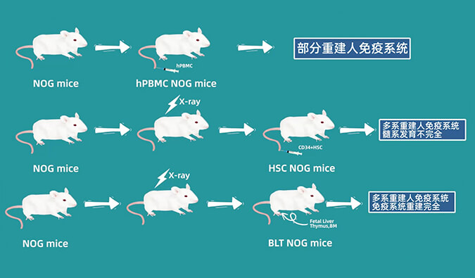 评价肿瘤药物的动物药效模型，你选对了吗.jpg