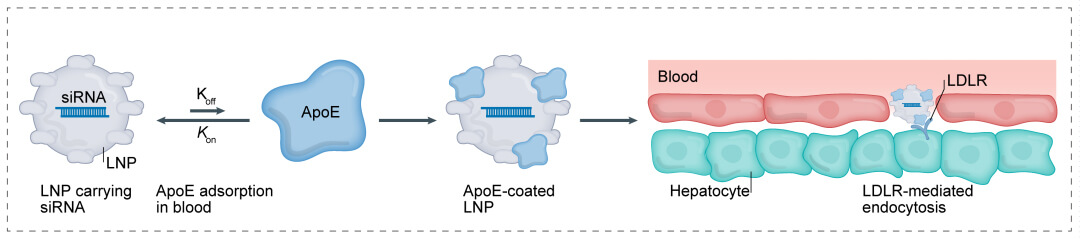 第一代：LNP+小核酸-→肝脏.jpg