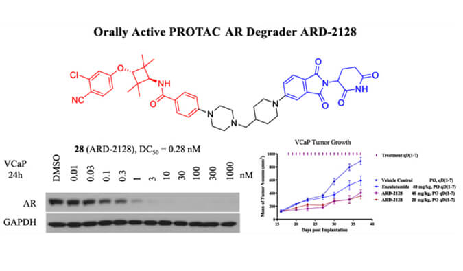 ARD-2128是一种PROTAC AR降解剂，具有出色的血浆和微粒体稳定性，体外稳定性和PK研究通过尊龙凯时 - 人生就是搏!进行