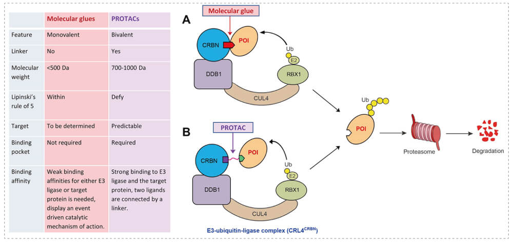 3-通过泛素-(Ub)-蛋白酶体系统降解目标蛋白-(POI)-示意图：分子胶(A)；PROTAC-(B).jpg