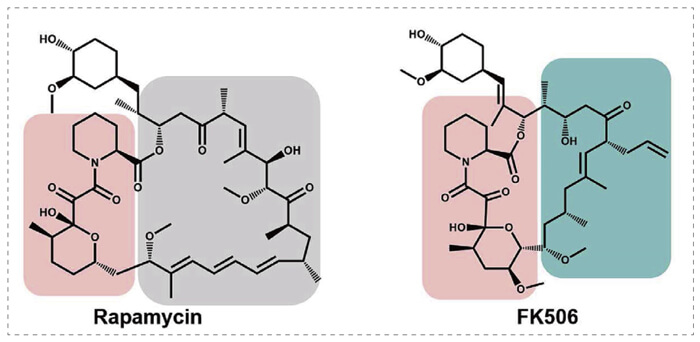 5-雷帕霉素、FK506-诱导的-FKBP-蛋白质相互作用.jpg