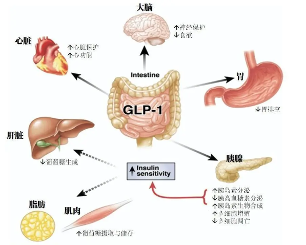 时代变了！GLP-1让打针吃药也能减肥成为现实