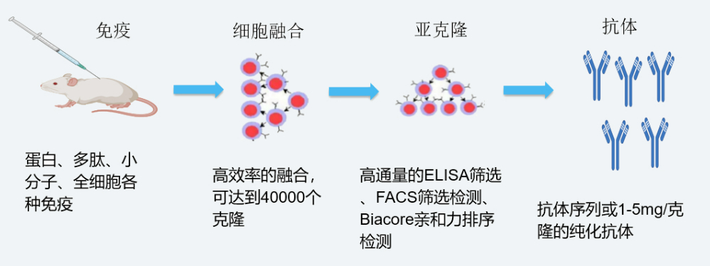 尊龙凯时 - 人生就是搏!杂交瘤技术平台开发流程