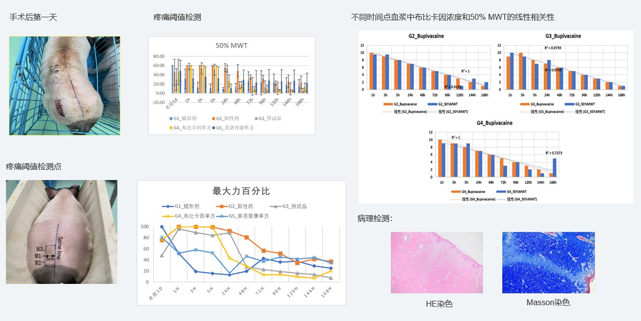 案例1：复方制剂对巴马小型猪术后急性疼痛模型的镇痛试验.jpg