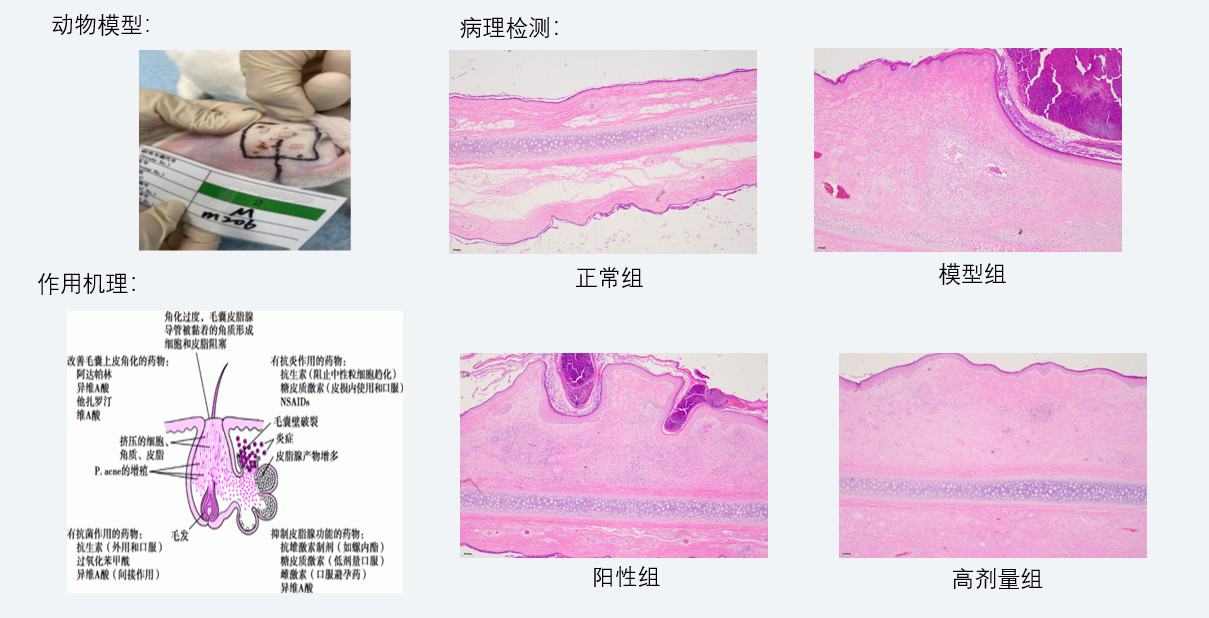 案例3：新西兰兔痤疮药效研究.jpg